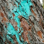 pines-0063