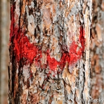 pines-0064