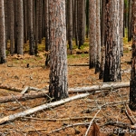 pines-0065