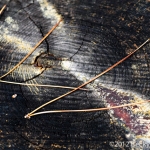pines-0067