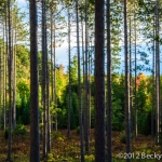 pines-0069