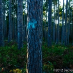 pines-0070