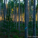 pines-0071