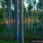 pines-0072