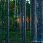 pines-0073