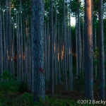 pines-0074