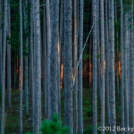 pines-0075
