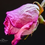 roses_0002