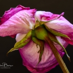 roses_0004
