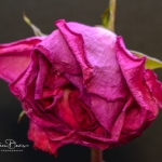 roses_0007