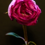 roses_0010