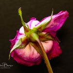 roses_0013