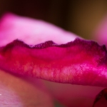 roses_0025