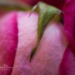 roses_0031
