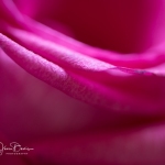roses_0036