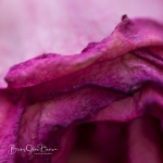 roses_0044