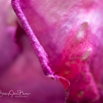 roses_0046