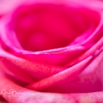 roses_0051