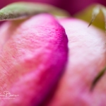 roses_0052