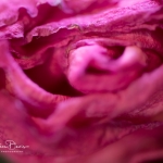 roses_0054