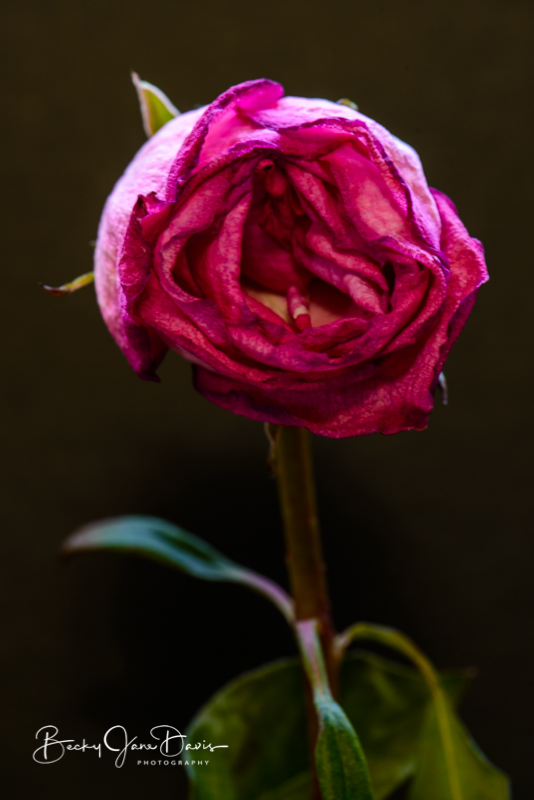 roses_0010