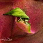 pitaya-01