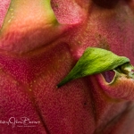 pitaya-02
