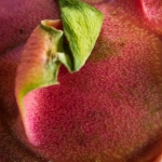 pitaya-03