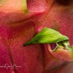 pitaya-04