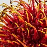 Rambutan-closeup