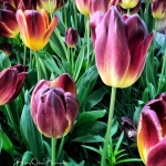 Tulips