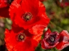 SanQuirico_04-red-poppy