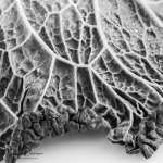 Savoy-Cabbage-blackandwhite