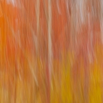 Golden Tendrils