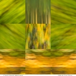 Green Orange Movement