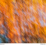 Orange Brilliance