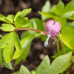 DICENTRA Gold Heart