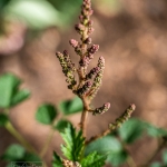 CINNAMON FERN, FERN OSMUNDA cinnamonea