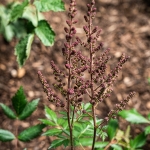 CINNAMON FERN, FERN OSMUNDA cinnamonea