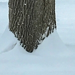 Wind meets Frozen Water at the Tree
