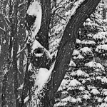 Curly Snow Pattern