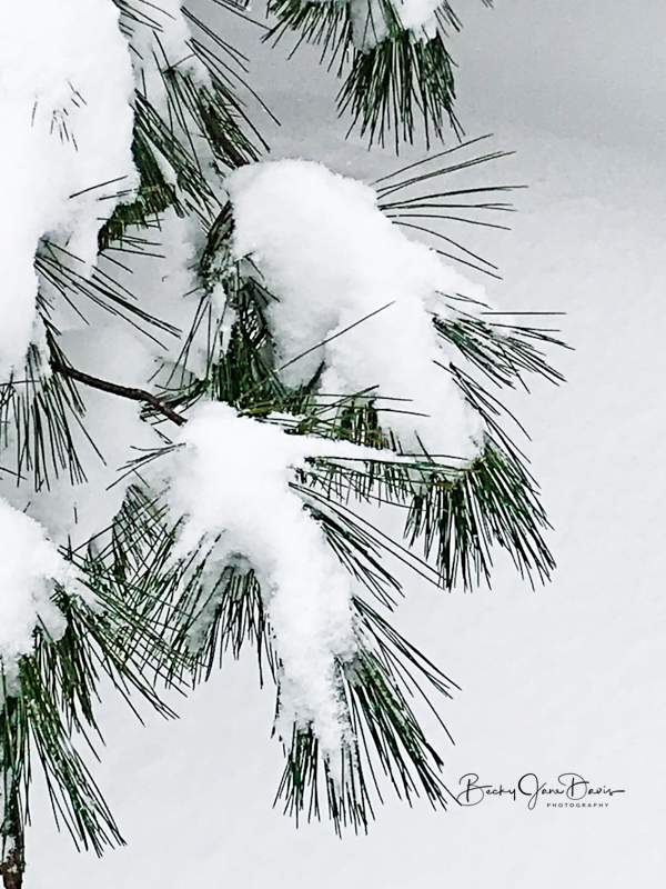Pine Needles Weighted with Snow
