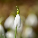 Snowdrops-01