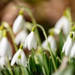 Snowdrops-02
