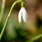 Snowdrops-03