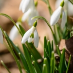 Snowdrops-04
