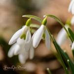 Snowdrops-05