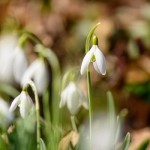 Snowdrops-06