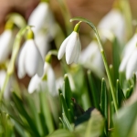 Snowdrops-07