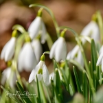 Snowdrops-08